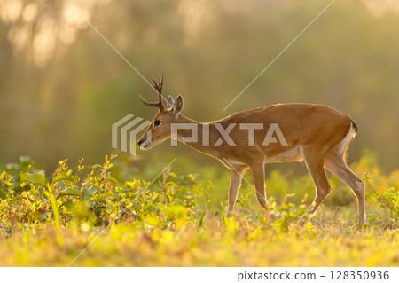 Pampas deer walking in a meadow under soft sunset light, Pantanal, Brazil Pampas deer walking in a meadow under soft sunset light, Pantanal, Brazil 128350936