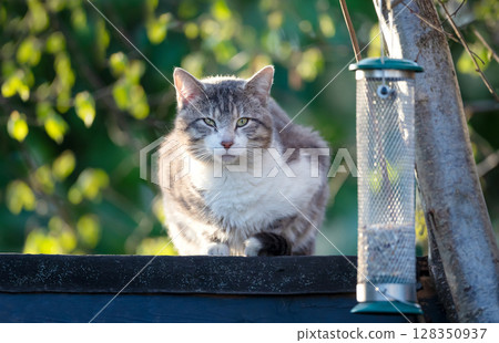 Close-up of a tabby cat sitting near a bird feeder and waiting for birds on a garden shed roof Close-up of a tabby cat sitting near a bird feeder and waiting for birds on a garden shed roof 128350937