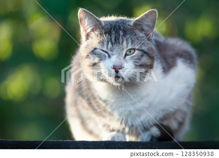 Portrait of a tabby cat with one eye closed sitting on a garden shed roof Portrait of a tabby cat with one eye closed sitting on a garden shed roof 128350938