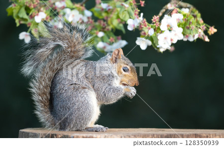 Grey squirrel eating nut on a tree stump with a blossoming cherry tree branch in the background Grey squirrel eating nut on a tree stump with a blossoming cherry tree branch in the background 128350939