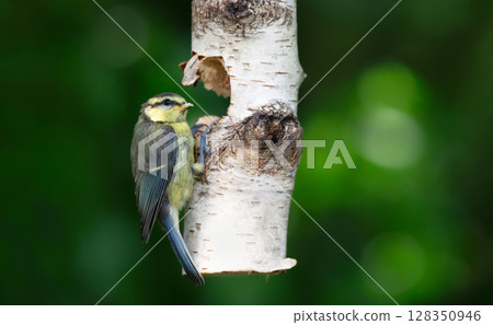 Blue tit chick feeding from suet filled natural bird feeder in a garden 128350946