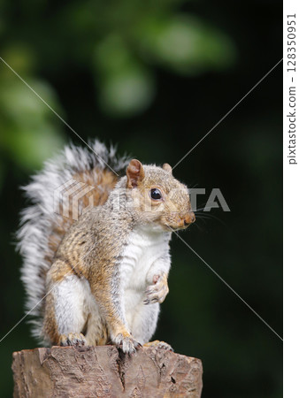 Grey squirrel standing on a tree stump Grey squirrel standing on a tree stump 128350951