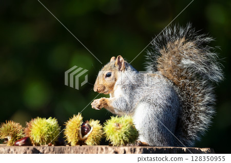 Grey squirrel eating sweet chestnut fruit in autumn Grey squirrel eating sweet chestnut fruit in autumn 128350955