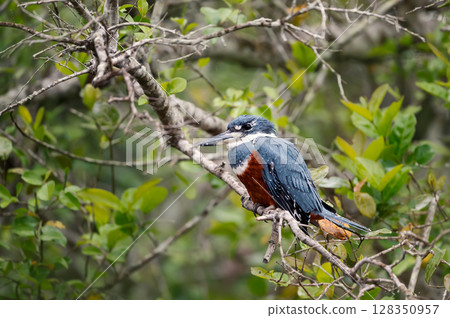 Ringed kingfisher perched on a tree branch, Pantanal, Brazil 128350957