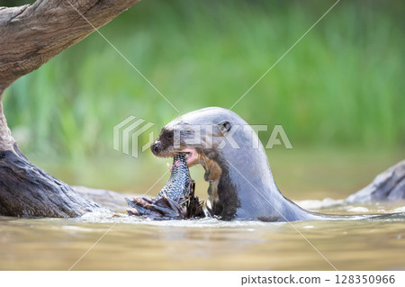 Giant otter eating fish in a river 128350966