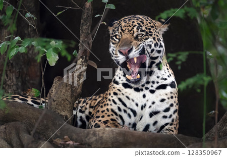 Close-up of a jaguar yawning, Pantanal, Brazil. 128350967