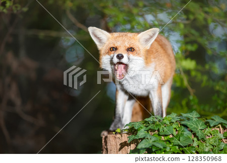 Portrait of a cute red fox with open mouth standing on a tree stump in a dark forest 128350968