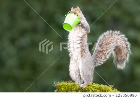 Grey squirrel eating nuts from a small green bucket on a mossy tree branch Grey squirrel eating nuts from a small green bucket on a mossy tree branch 128350980