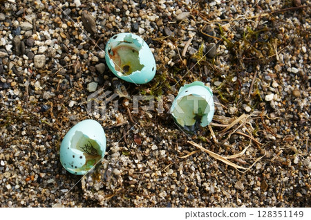 Three bird eggshells in the beach sand 128351149