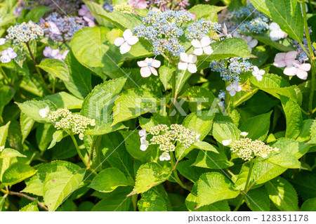 Blue hydrangea 128351178