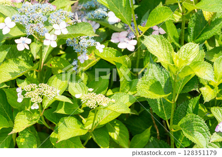 Gaku hydrangea flowers starting to bloom 128351179