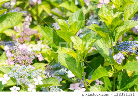 藍色繡球花 128351181