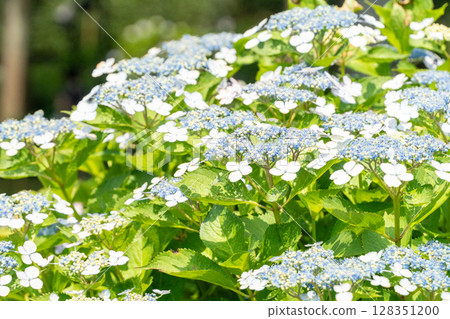 Blue hydrangea Blue hydrangea 128351200