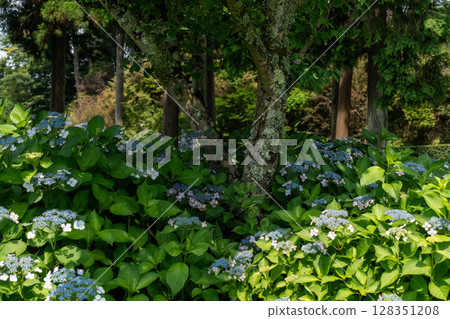 藍色繡球花 藍色繡球花 128351208