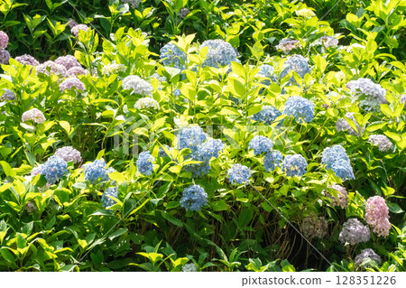 Blue hydrangea 128351226
