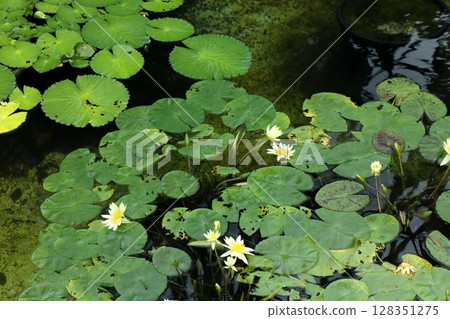 Water lily pond Water lily pond 128351275
