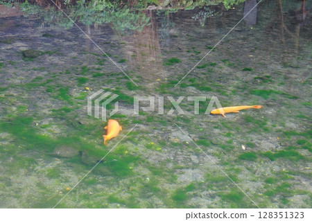 日本百選名泉之一－出鶴原弁天池泉 128351323