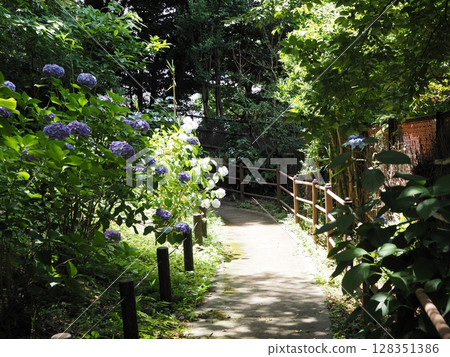 The Hydrangea Path in Magome Natural Forest, a lush walking path during the rainy season, an urban oasis, a healing space filled with nature The Hydrangea Path in Magome Natural Forest, a lush walking path during the rainy season, an urban oasis, a healing space filled with nature 128351386