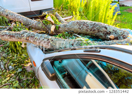 Storm damage shows tree branches resting over on parked car amidst green foliage debris 128351442