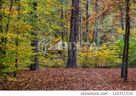 Golden autumn view in famous Munich relax place - Englischer Garten. Munich, Bavaria, Germany Golden autumn view in famous Munich relax place - Englischer Garten. Munich, Bavaria, Germany 128351520