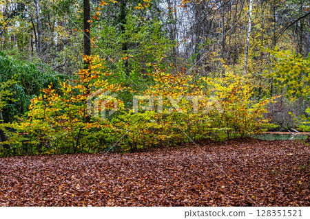 Golden autumn view in famous Munich relax place - Englischer Garten. Munich, Bavaria, Germany Golden autumn view in famous Munich relax place - Englischer Garten. Munich, Bavaria, Germany 128351521
