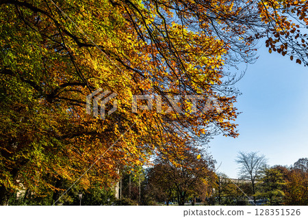 Golden autumn view in famous Munich relax place - Englischer Garten. Munich, Bavaria, Germany Golden autumn view in famous Munich relax place - Englischer Garten. Munich, Bavaria, Germany 128351526