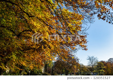 Golden autumn view in famous Munich relax place - Englischer Garten. Munich, Bavaria, Germany Golden autumn view in famous Munich relax place - Englischer Garten. Munich, Bavaria, Germany 128351527