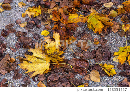 Golden autumn view at Konigsplatz - Kings Square, state capital Munich, Bavaria, Munich, Germany 128351537