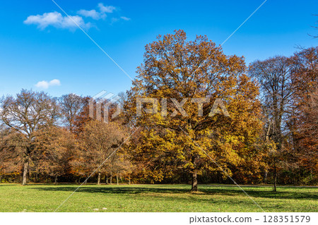 Golden autumn view in famous Munich relax place - Englischer Garten. Munich, Bavaria, Germany Golden autumn view in famous Munich relax place - Englischer Garten. Munich, Bavaria, Germany 128351579