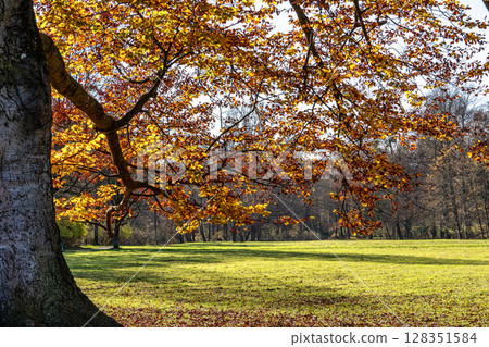 Golden autumn view in famous Munich relax place - Englischer Garten. Munich, Bavaria, Germany 128351584