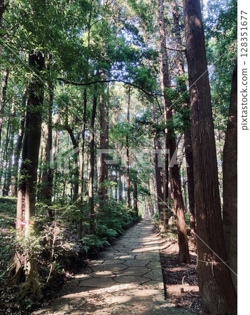 A road surrounded by trees A road surrounded by trees 128351677