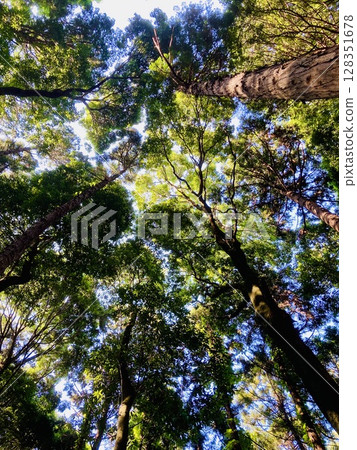 Sky looking up from the forest Sky looking up from the forest 128351678