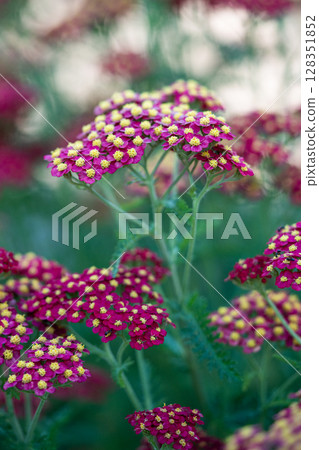 Red Common Yarrow flowers. Ornamental plant Achillea millefolium (Paprika) in bloom in garden. Red Common Yarrow flowers. Ornamental plant Achillea millefolium (Paprika) in bloom in garden. 128351852