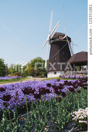 [Hanahaku Memorial Park Tsurumi Ryokuchi] A beautiful park with a large windmill and beautiful flowers in full bloom 128351861