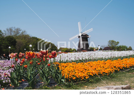 [Hanahaku Memorial Park Tsurumi Ryokuchi] A beautiful park with a large windmill and beautiful flowers in full bloom 128351865