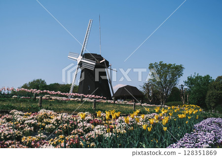 [Hanahaku Memorial Park Tsurumi Ryokuchi] A beautiful park with a large windmill and beautiful flowers in full bloom 128351869