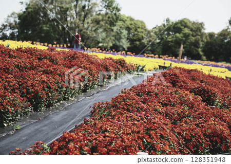 【花白紀念公園鶴見綠地】鮮花盛開的美麗公園 【花白紀念公園鶴見綠地】鮮花盛開的美麗公園 128351948