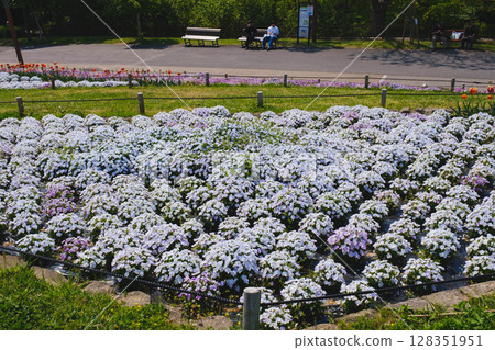 [Tsurumi Ryokuchi Flower Expo Memorial Park] A beautiful park with beautiful flowers in full bloom 128351951