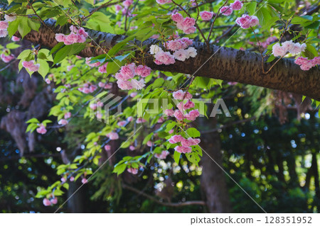 [Tsurumi Ryokuchi Flower Expo Memorial Park] A beautiful park with beautiful flowers in full bloom 128351952