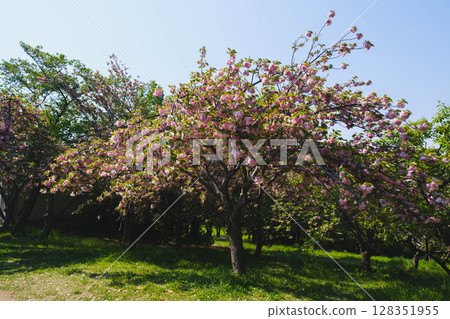 [Tsurumi Ryokuchi Flower Expo Memorial Park] A beautiful park with beautiful flowers in full bloom 128351955