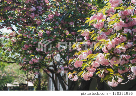 【花白紀念公園鶴見綠地】鮮花盛開的美麗公園 128351956
