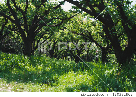 [Tsurumi Ryokuchi Flower Expo Memorial Park] Beautiful green scenery 128351962