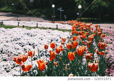 [Flower Expo Memorial Park Tsurumi Ryokuchi] Beautiful tulips in full bloom 128351971