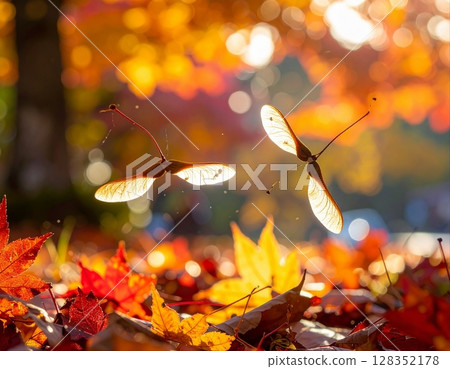 Maple propellers (seeds) spinning in the wind 128352178