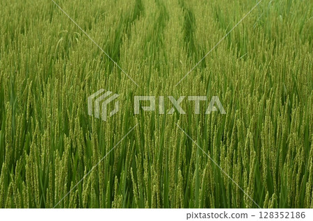 Blooming rice Blooming rice 128352186