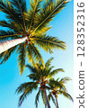 Tropical coconut palm tree canopy from a low angle view in summer. 128352316