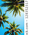 Tropical coconut palm tree canopy from a low angle view in summer. 128352317