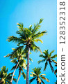 Tropical coconut palm tree canopy from a low angle view in summer. 128352318