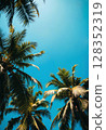 Tropical coconut palm tree canopy from a low angle view in summer. 128352319