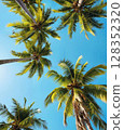 Tropical coconut palm tree canopy from a low angle view in summer. 128352320